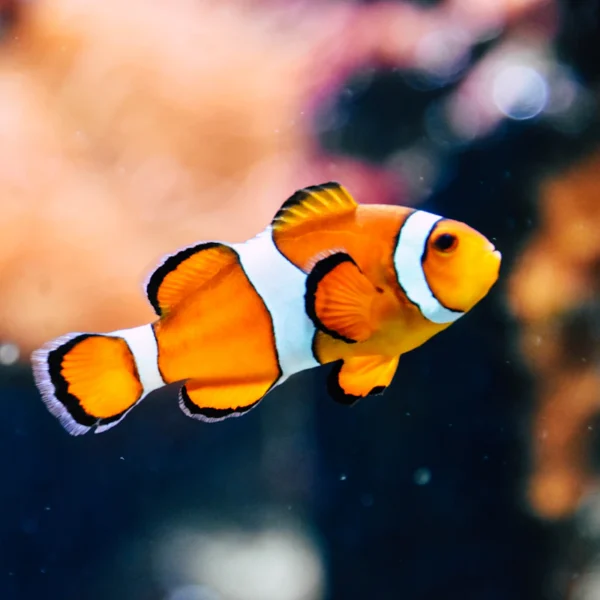 Starter Aquarium Kit 10 Gal — Pet Supplies at Peasley Store